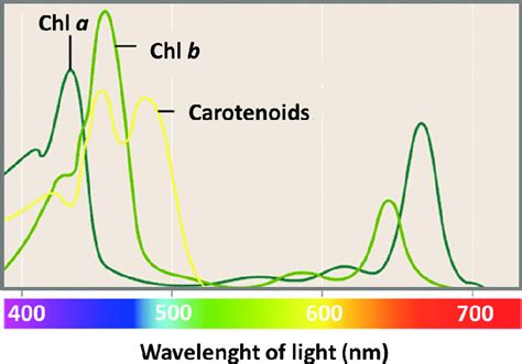 Summary table of absorption spectra of Beta vulgaris photosynthetic pigments, including chlorophyll a, chlorophyll b, xanthophyll, carotene, and crude extract. . Absorption spectrum of chlorophyll a and b and carotenoids